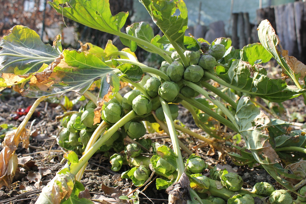 brussels-sprouts-283807_1280